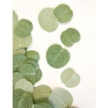 40 Confettis feuilles d'eucalyptus 2,5 à 3 cm - Couleur Vert