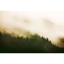 Coordonne Mural Into the Woods Fir Forest 4500212N