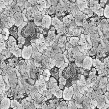 Coordonne Wallpaper Liquen 5800061