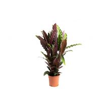 Flower-up Pauwenplant - Calathea Rufibarba - Large -  50-60Cm - 1 Stuk