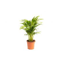 Flower-up Areca palm - Goudpalm - Dypsis Lutescens Areca - Large - 65-70 Cm - 1 Stuk