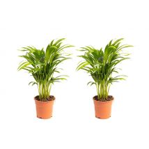 Flower-up Areca palm - Goudpalm - Dypsis Lutescens Areca - Large - 65-70 Cm - 2 Stuks