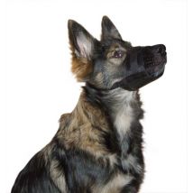 Muselière Nylon T. L Noir, 18-24cm / 8,5 cm - Pour Chien - Kerbl