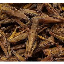 Sauterelles nourriture reptile Grasshoppers - Exo Terra