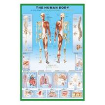 Anatomia Człowieka - Szkielet - plakat