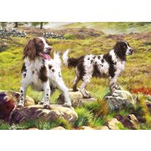 Spaniel on Moor