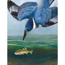 Belted Kingfisher Mini