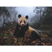 Giant Panda