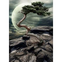 Miracle de la Nature