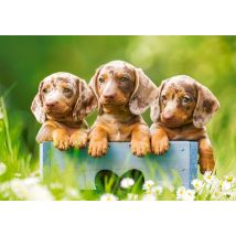 Mignons Chiots