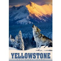 Yellowstone Wolf