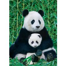 Panda et son petit
