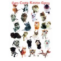 Race de Chats