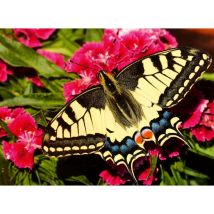 Ravensburger Papillon - Puzzle Highlight - Animaux Colorés