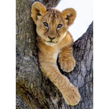 Nathan Löwenjunges in der Wüste 1000 Teile Puzzle Nathan-01884