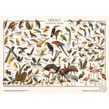 Les Jolies Planches Puzzle Vögel 1000 Teile Puzzle Jolies-Planches-03793