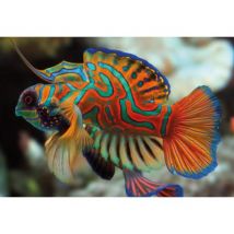 Interdruk Colourful Nature - Mandarinfish 250 Teile Puzzle Interdruk-385574