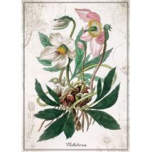 Interdruk Botanic Collection - Helleborus 1000 Teile Puzzle Interdruk-384928
