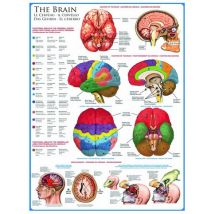 Eurographics Das menschliche Gehirn 1000 Teile Puzzle Eurographics-6000-0256