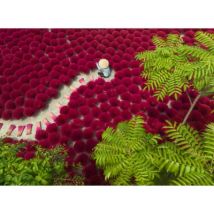 Ravensburger Ein Meer aus Rot 500 Teile Puzzle Ravensburger-01707