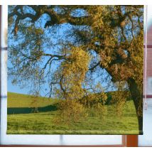 Store enrouleur image d'un arbre en 3D