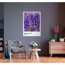 Póster pantone digital lavanda