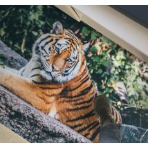 Tapis vinyle salle de bain animal tigre