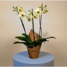 Large Phalaenopsis Orchid