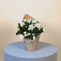 White Azalea