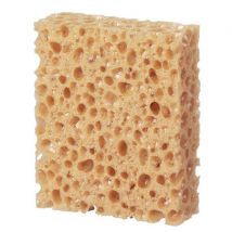 Kengännauha puhdistussieni