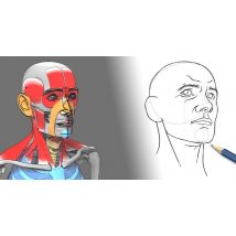 L'anatomie pour dessiner la tête humaine