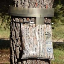EcopiÃ¨ge chenille processionnaire du pin - Arbre de circonfÃ©rence 85 Ã  175cm