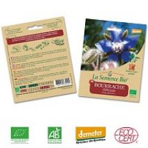 Bourrache Officinale graine semence bio