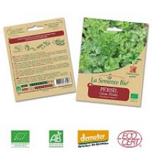 Persil GÃ©ant d'Italie graine semence bio