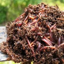 Lombrics - Vers de compostage 200g