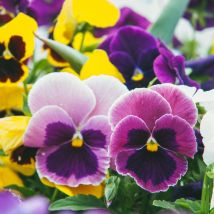 One Click Plants 20 Vibrant Pansy Plants - Cheerful Blooms