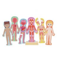 Puzzle Magnético Educativo - Ensambla el Cuerpo Humano para Niños - Nuevo