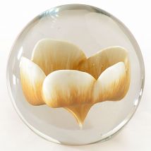Sulfure fleur ivoire - blanc ivoire - Verre - Becquet