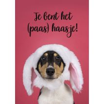 Catchy Images | Paaskaart | Paas haasje | Giant Card