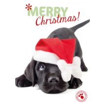 Studio Pets | Kerstkaart | hondje | kerstmuts | Postcard