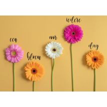 Photoflash | Moederdagkaart | bloemen | Giant Card