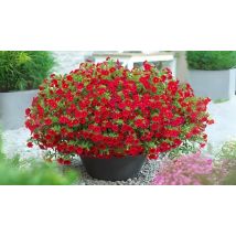 6 or 12-Pack Calibrachoa 'Million Bells' Collection