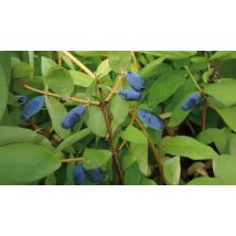 1, 2 or 3 Honeyberry Lonicera Balalaika Plants