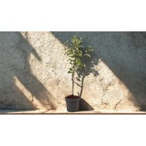 'Malus Elstar' Apple Tree