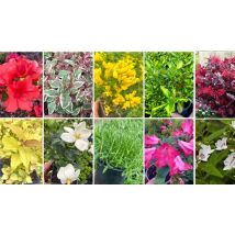 12-Pack Small Garden Shrub Collection