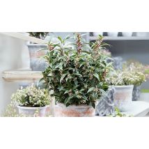 Sarcococca Hookeriana 'Winter Gem'