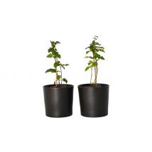 2 or 4-Pack Rubus Fruticosus Blackberry Plant