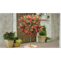 2.5L Garden Ready Callistemon Bottlebrush Tree!