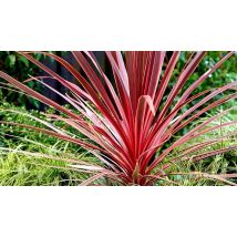 Cordyline 'Charlie Boy' Palm Tree - 1 or 2 Pots!