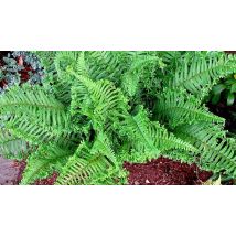 Dryopteris Fern Cristata The King Evergreen Plant